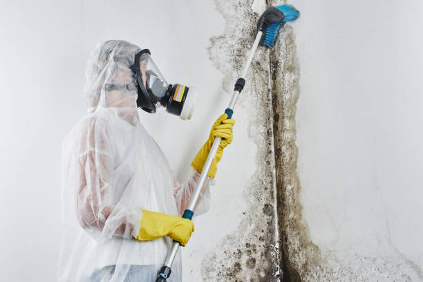 Best Mold Testing and Inspection Services in Scottsbluff, NE