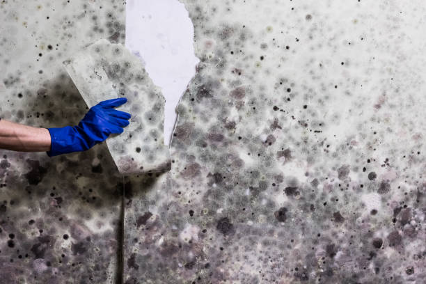 Best HVAC Mold Remediation in Scottsbluff, NE