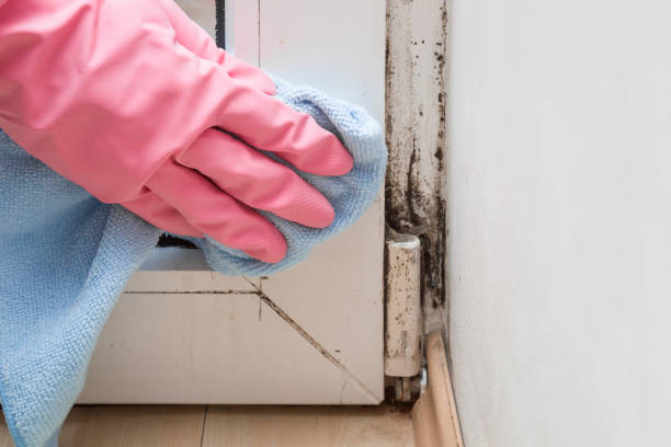 Best Insurance-Related Mold Remediation in Scottsbluff, NE